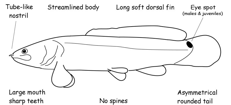 Bowfin characteristics.