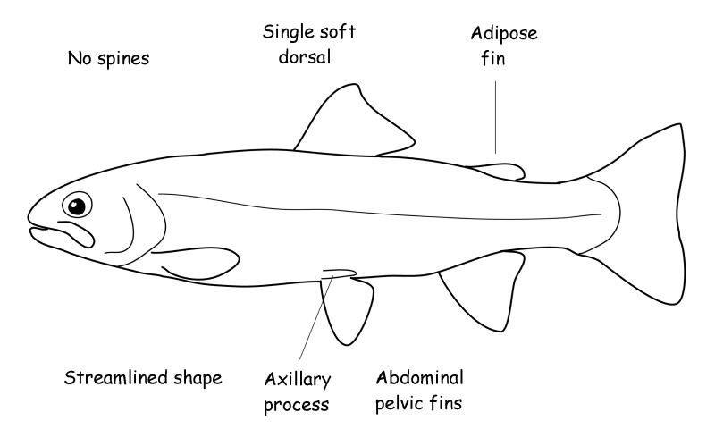 Trout and salmon characteristics.