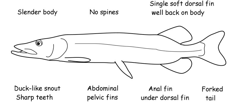 Pike and pickerel characteristics.