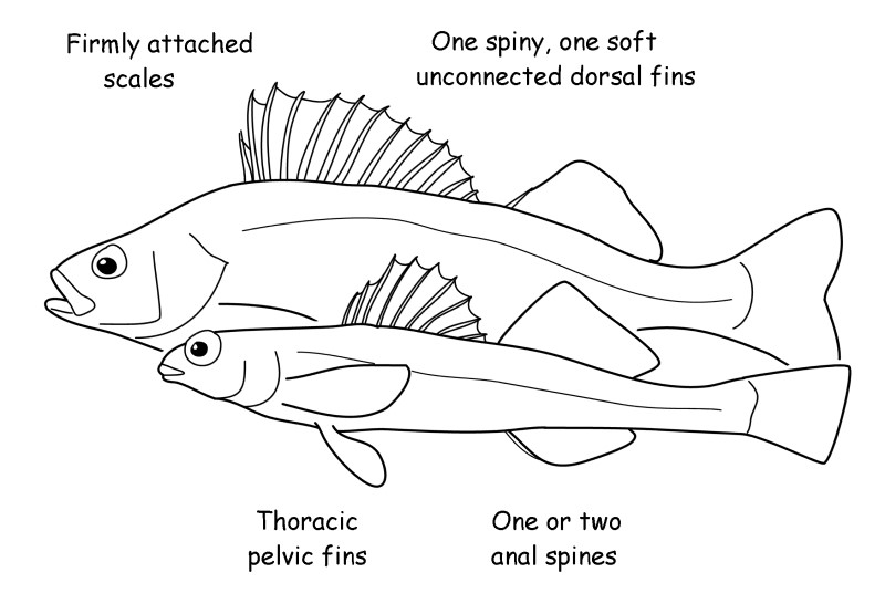 Perch and darter characteristics.