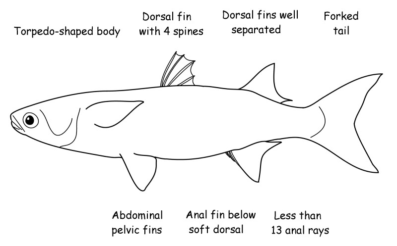 Mullet characteristics.