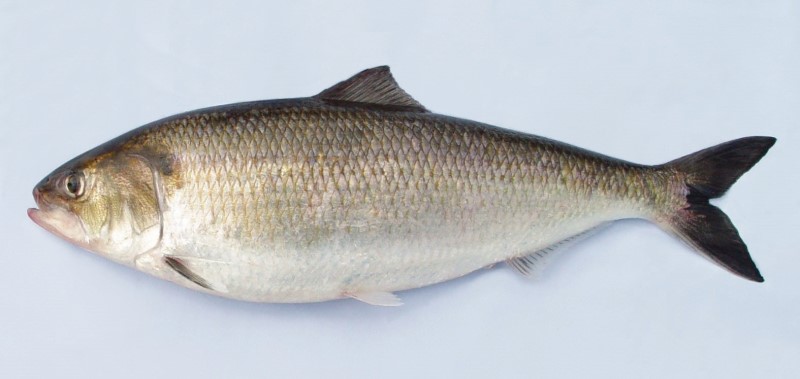 50 cm American shad.