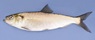 42 cm hickory shad.