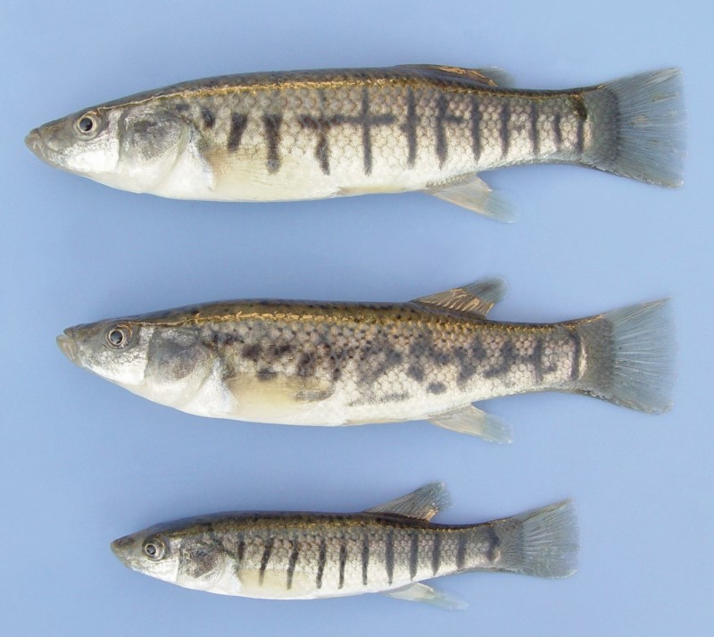 Striped killifish males.