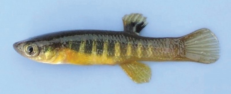 Spotfin killifish.