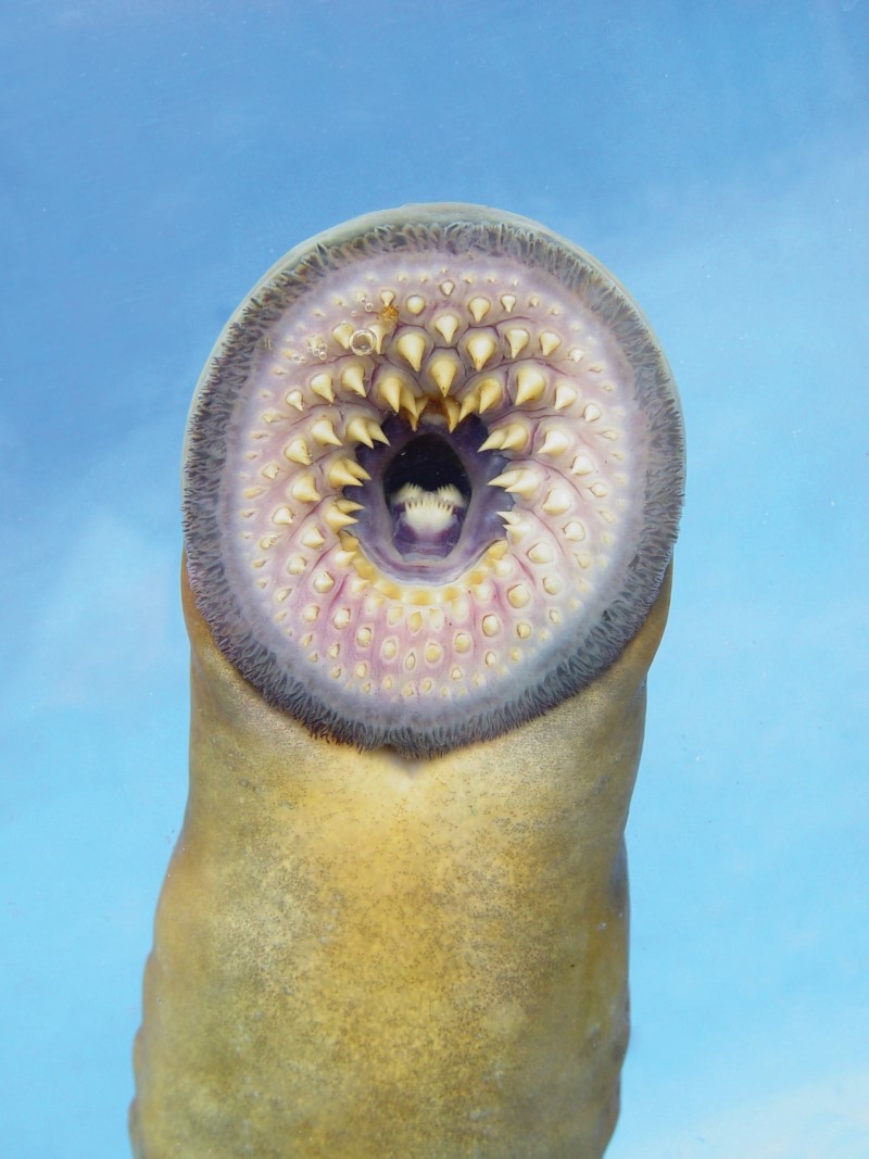 Sea lamprey sucker.