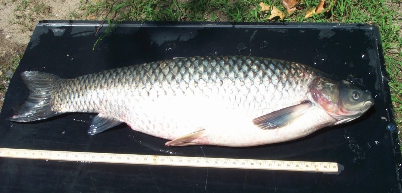 Giant grass carp.
