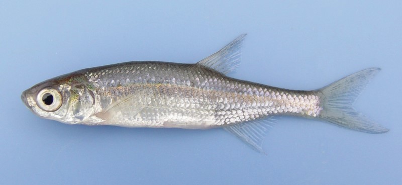 6 cm golden shiner.