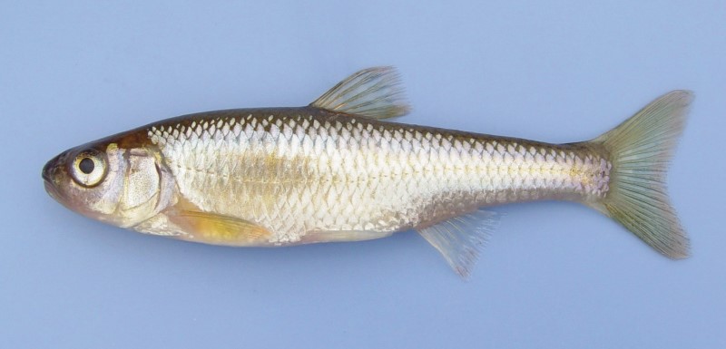 Common shiner.