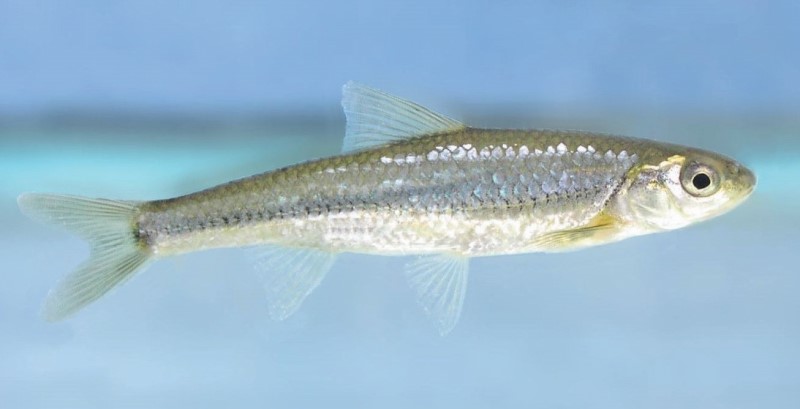 Swimming spottail shiner.