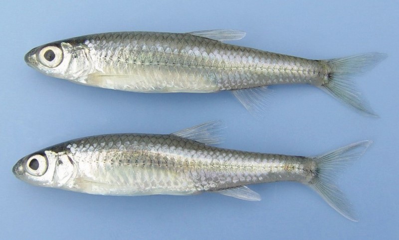 6 cm mimic shiners.