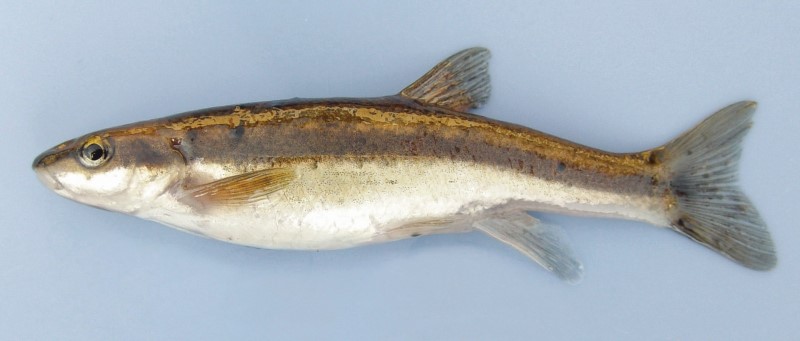 Blacknose dace.