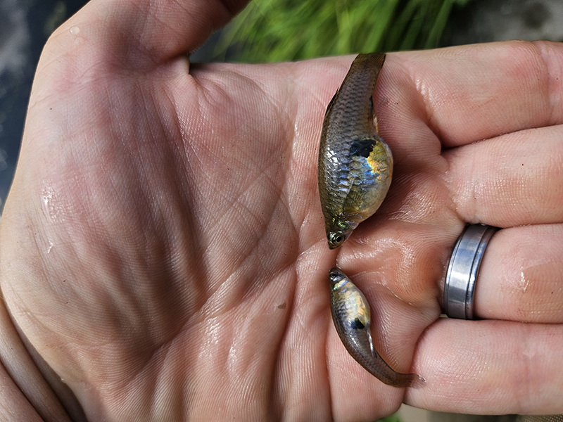 Two Eastern Mosquitofish in Hand