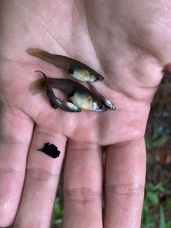 Four Western Mosquitofish in hand