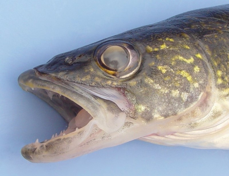 Walleye head.