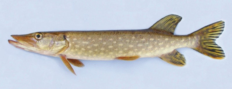 33 cm northern pike.