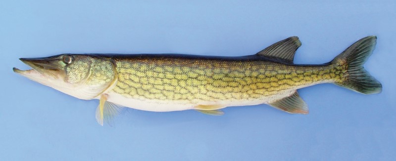 42 cm chain pickerel.