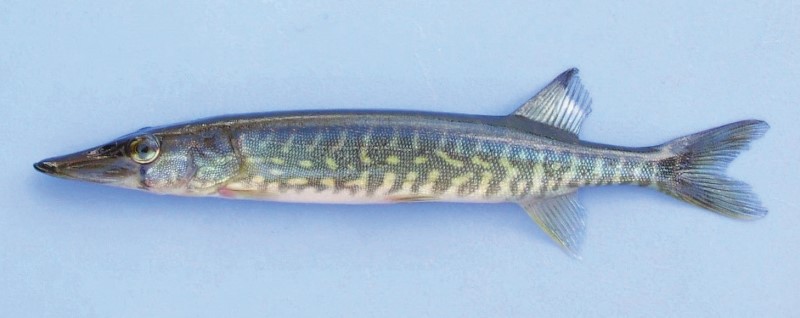 23 cm chain pickerel.