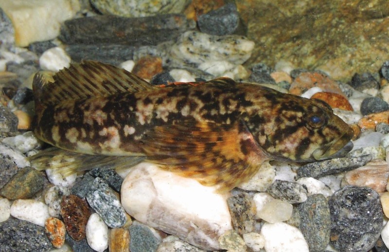 Slimy sculpin in an aquarium.