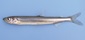 14 cm rainbow smelt.