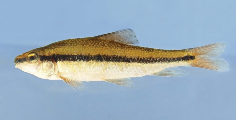 66 mm creek chubsucker in a tank.
