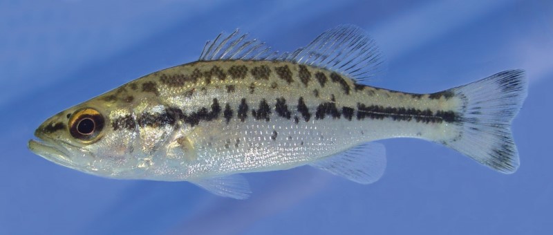 7 cm largemouth bass.