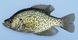 21 cm black crappie.