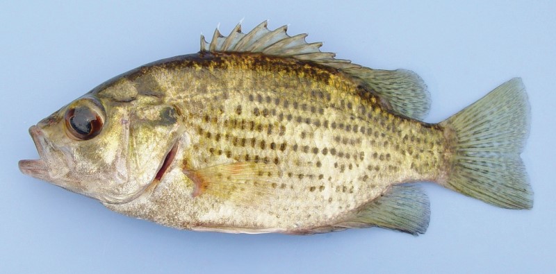 14 cm rock bass.