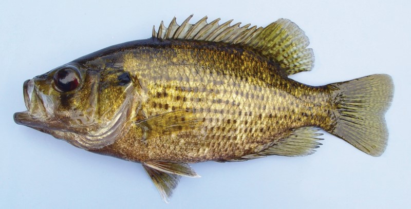 16 cm rock bass.