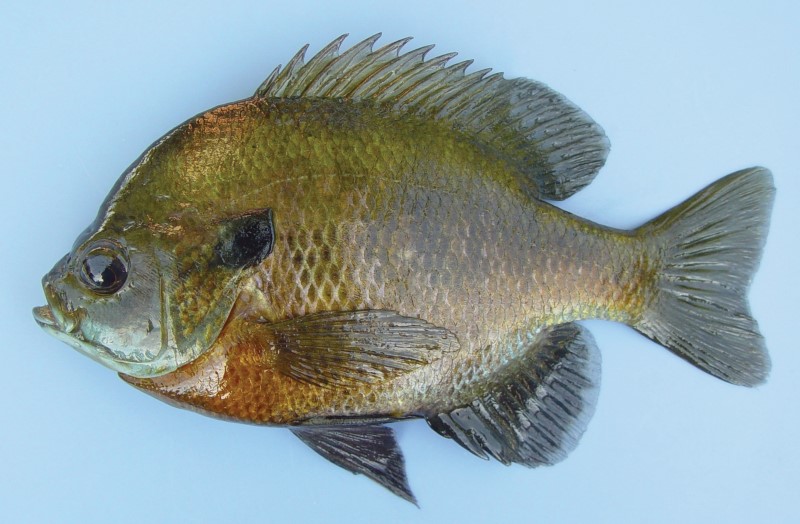 16 cm bluegill.