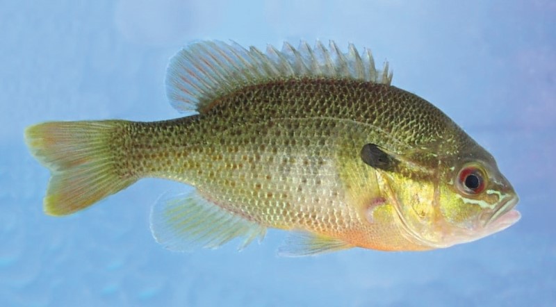Redbreast sunfish in a tank.