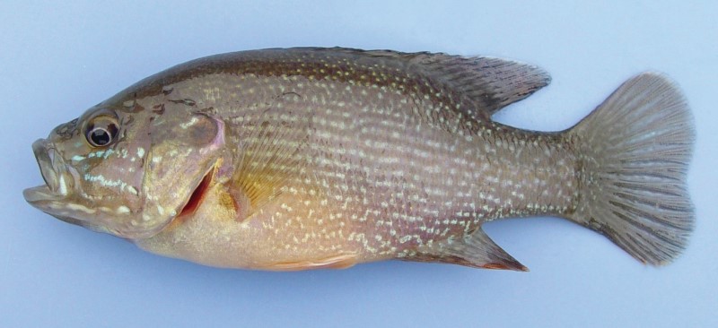 12 cm green sunfish.
