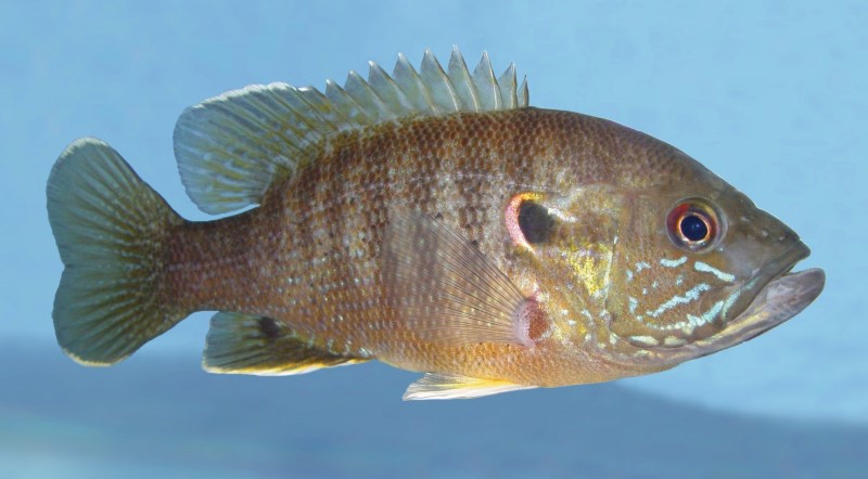 11 cm green sunfish.