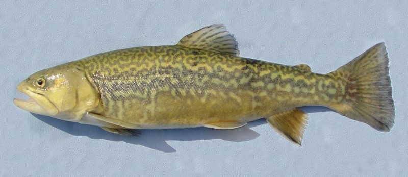 Hatchery-raised tiger trout.