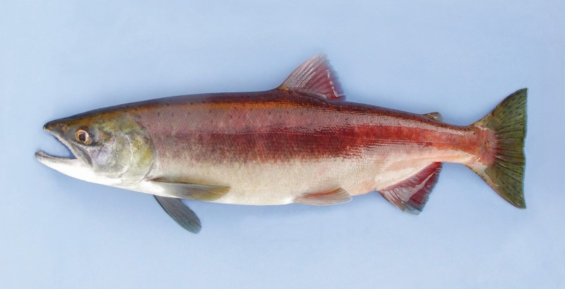 Female kokanee during spawning season.