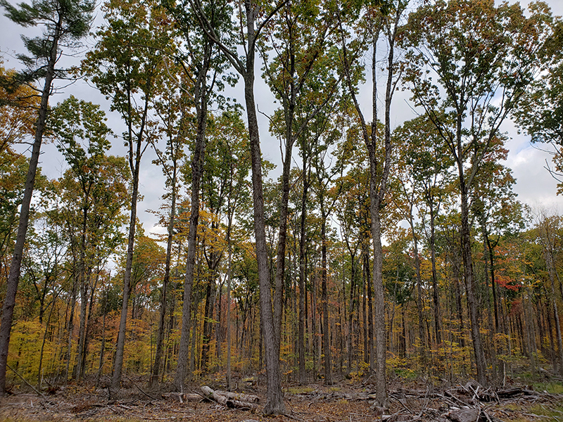 A thinned stand of oak.