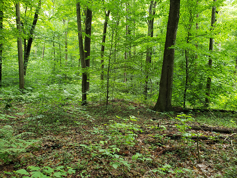 An uneven-aged forest seven years after a selection cut.