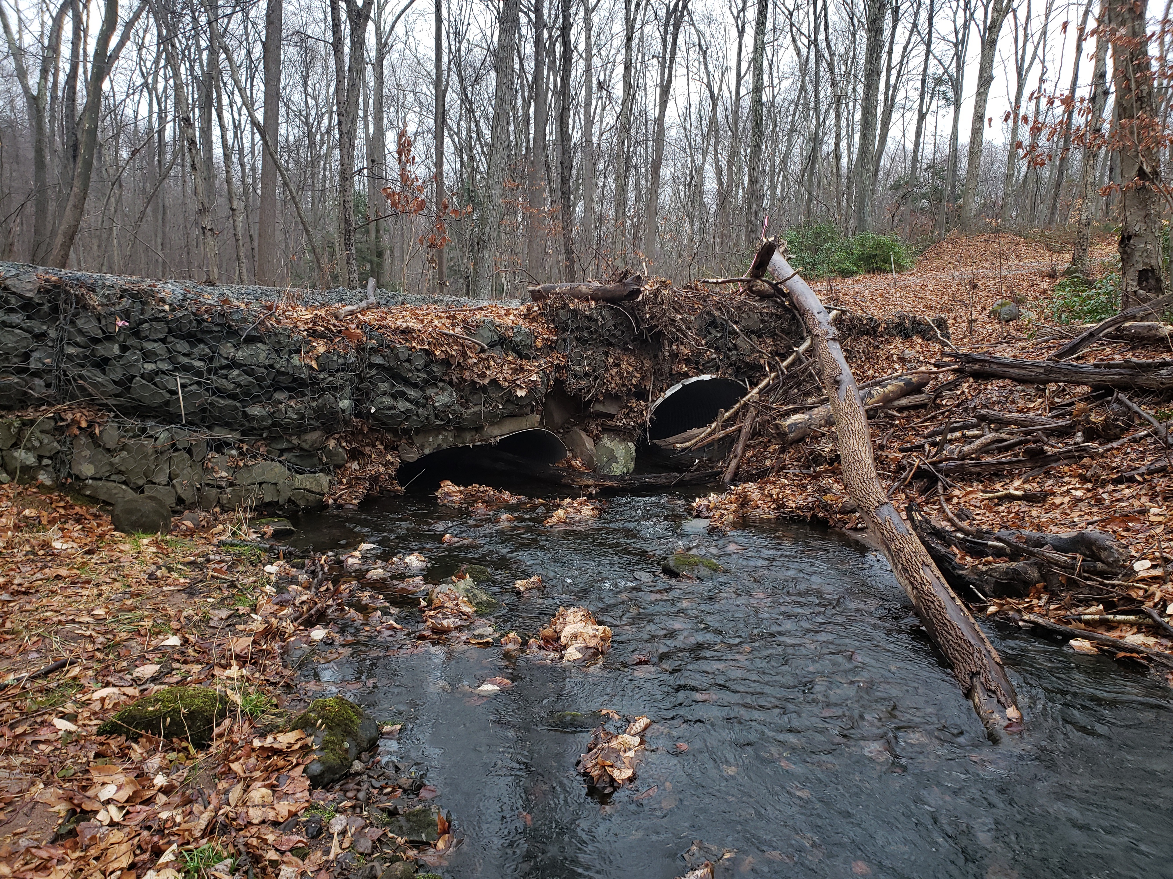 Brooksvale Culvert at Naugatuck State Forest