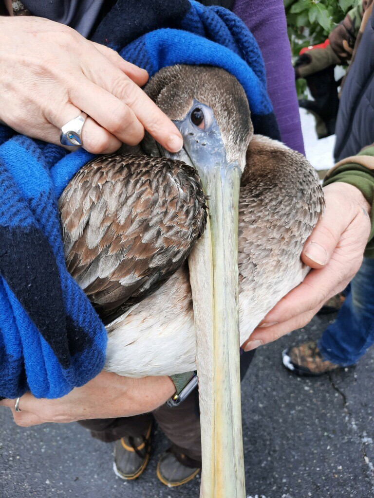 dropping off pelican at A Place Called Hope. 