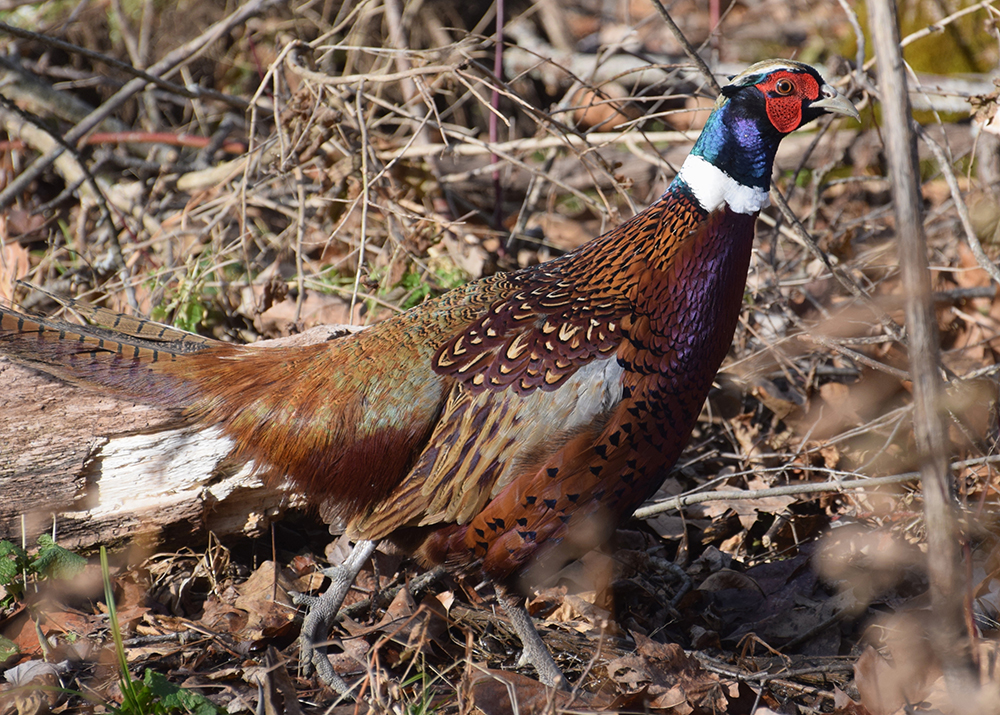 Pheasant 