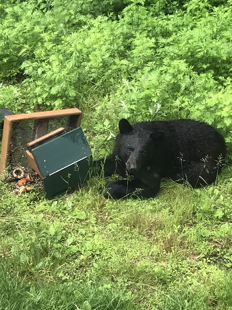 Bear Feeder 1