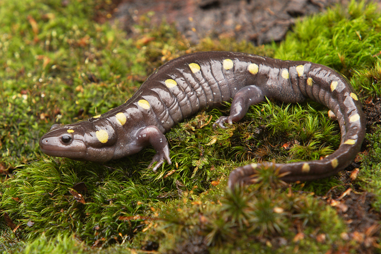 Image of Spotted Salamander