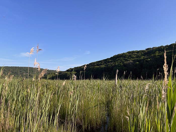 Wetland, Roy Swamp WMA, Sharon, CT, 2024.