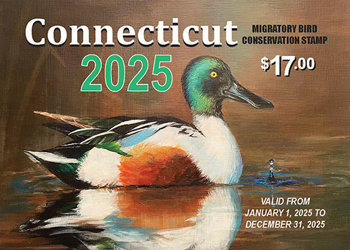 2025 Connecticut Migratory Bird Conservation Stamp featuring a norther shoveler.