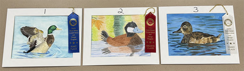Image of three paintings of ducks that placed in Group one of the 2025 Junior Duck Stamp Art Contest.