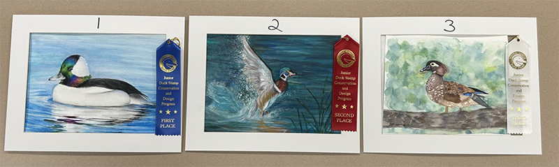 Image of three paintings of ducks that placed in Group two of the 2025 Junior Duck Stamp Art Contest.