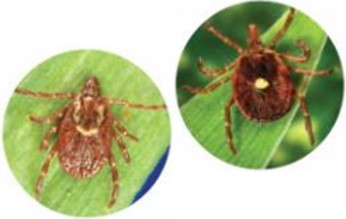 Dog Tick and Lone Star Tick