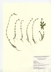 Lindernia dubia, Crystal Lake in Middletown, September 1, 2009