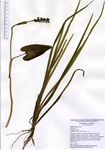 Pontederia cordata, Middle Bolton Lake in Vernon, July 14, 2020