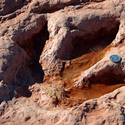 The State Fossil